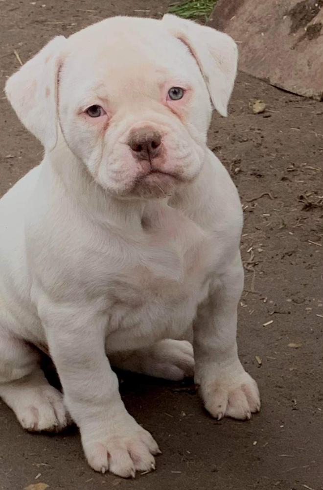 Suburban Bulls Nina of Destiny's Bulls | American Bulldog 