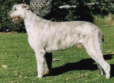 Grianan Ladd of Limerick | Irish Wolfhound 