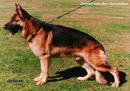 Jumbo von den Dolomiten | German Shepherd Dog 