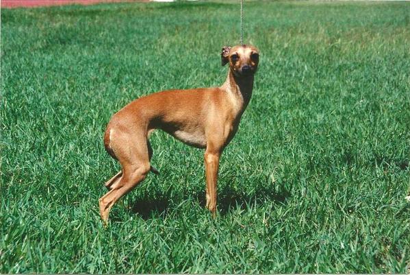 Inula de Shirkan | Italian Greyhound 