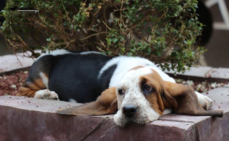 Lola (Almazán) | Basset Hound 