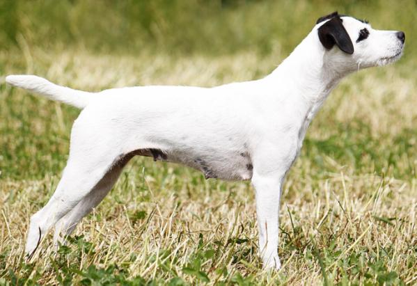 Darlenne Avora | Parson Russell Terrier 