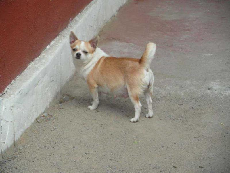 Atenea De Indicami | Chihuahua 
