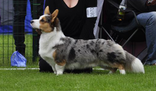 Imme`s King Of Blues | Cardigan Welsh Corgi 