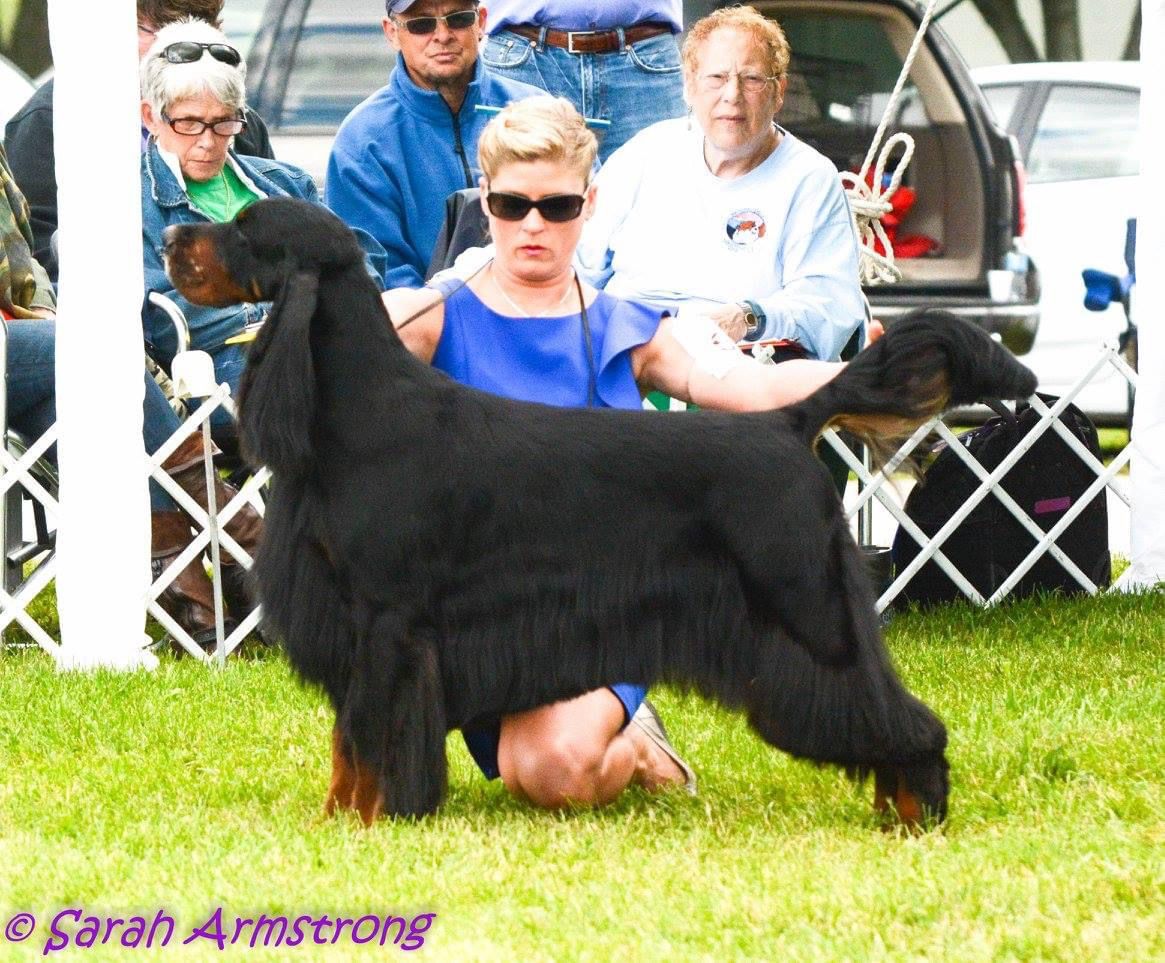 Beaconfield Bellagio Hillock | Gordon Setter 