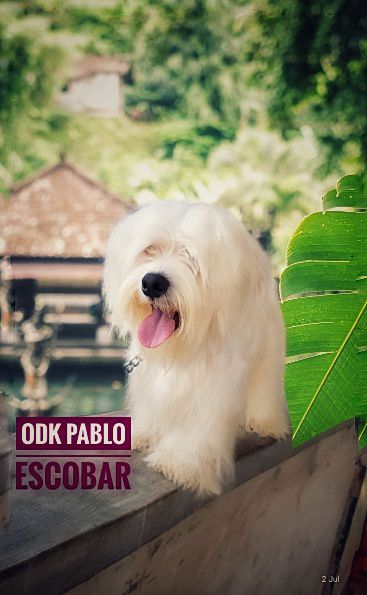 Odk Pablo Escobar | Lhasa Apso 