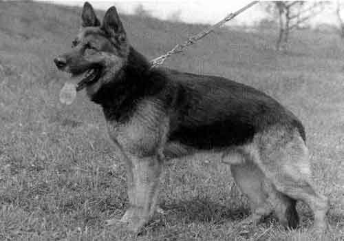 Ingo von Rudingen | German Shepherd Dog 