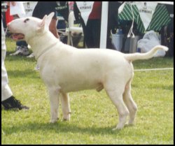 Pacmartee Revenue Man | Bull Terrier 