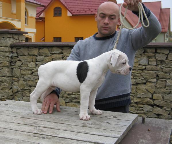 BERHOF Imperiya | American Bulldog 