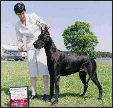 KRW Asbury Kindred Spirits | Great Dane 