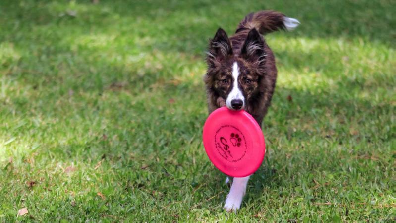 Miss Sure Shot | Border Collie 