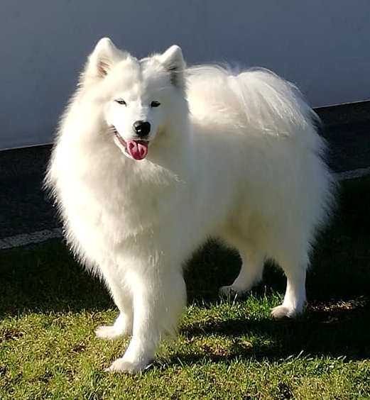 CASABLANCA FURIOUS The Glow Of The Snowy Star | Samoyed 