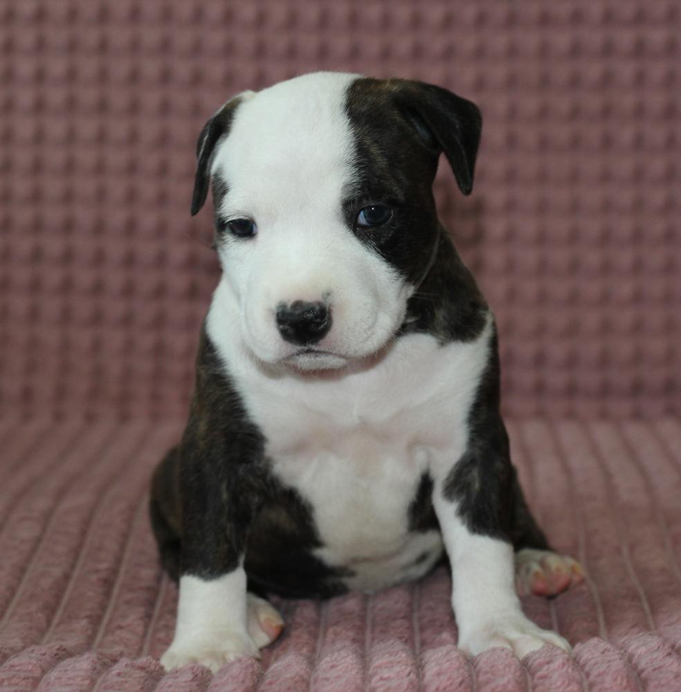 Gabriella Taiger | American Staffordshire Terrier 