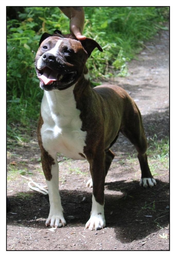 apollon made by appel | American Staffordshire Terrier 