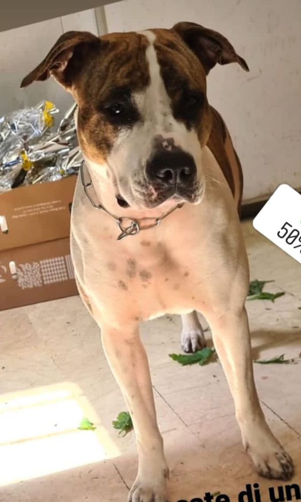 Cobarra's Maya | American Staffordshire Terrier 
