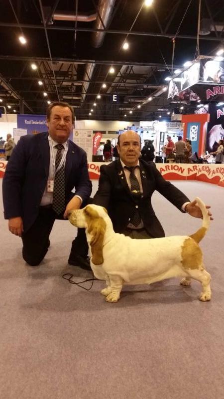 Zarpa de Tres Manzanas | Basset Hound 