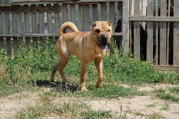 Bella Of Blue Line Hunter | Shar-Pei 