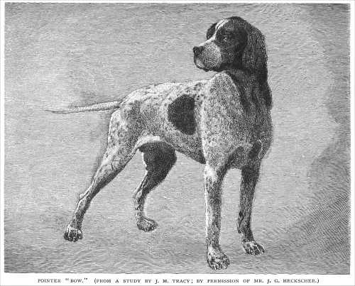 BOW (1874) | Pointer 