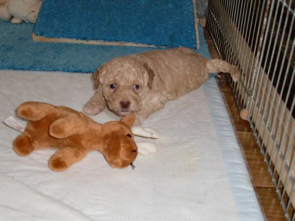 Leah Bella Mia | Lagotto Romagnolo 