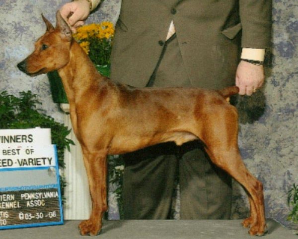 Xitamiz SPARTACUZ | German Pinscher 