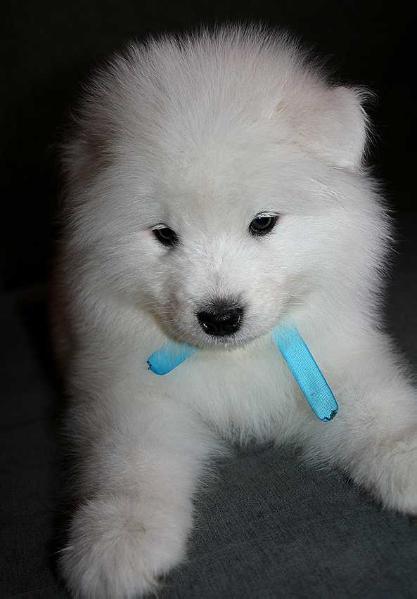 IZDOMASU Shandr | Samoyed 