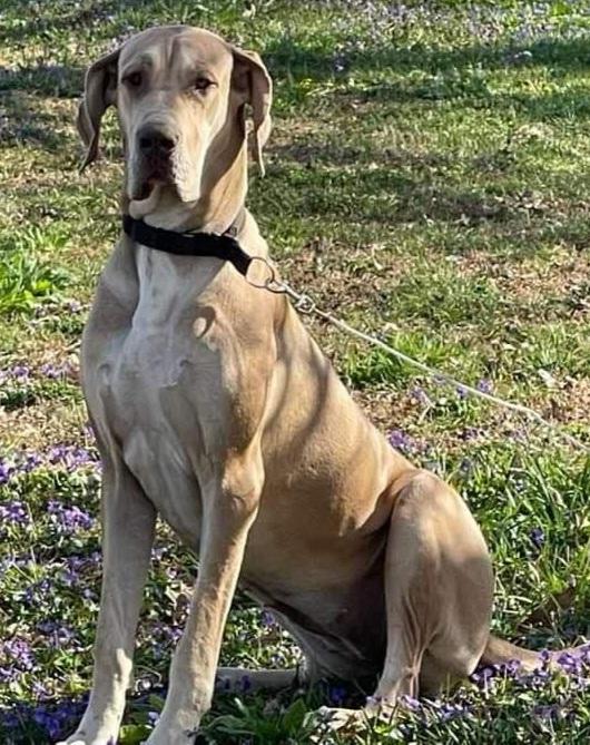 Shannon's Chien Princess Nala Stole My Heart | Great Dane 