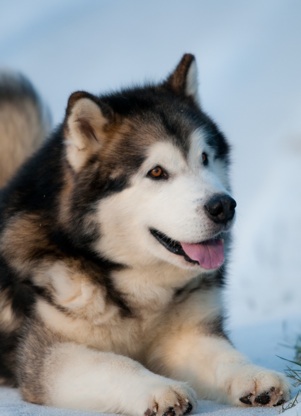 Hopi Point's Grizly Bear | Alaskan Malamute 