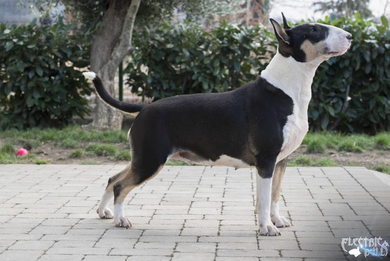 Electric Bull's Bulletproof | Bull Terrier 