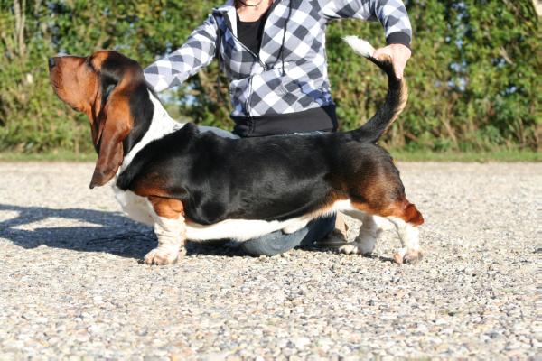 Beefeater Bohemia Horrido | Basset Hound 