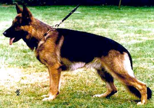 Ulf von Basilisk | German Shepherd Dog 