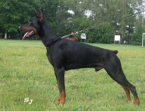 Santa Julf Gerzog de Giz | Black Doberman Pinscher