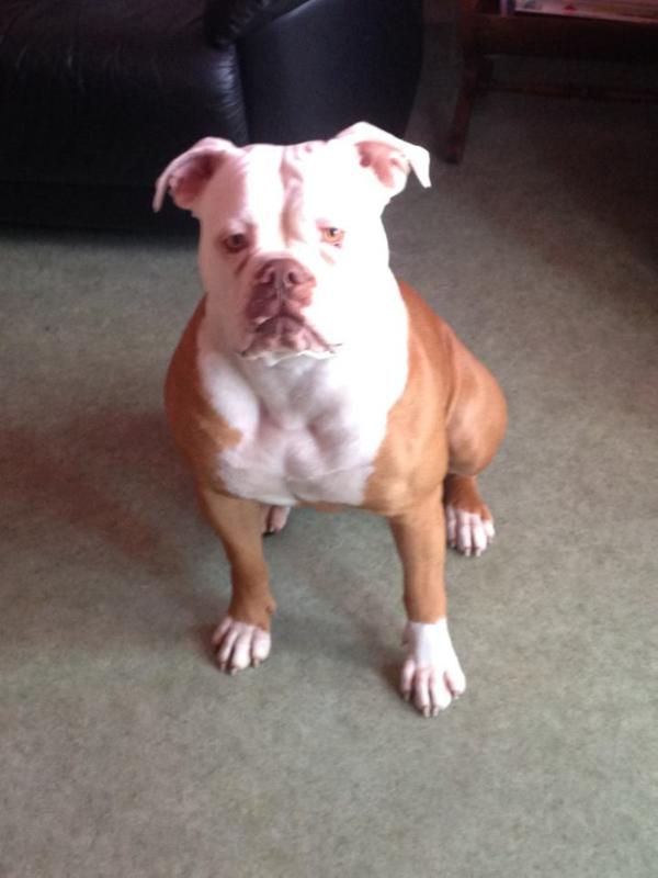 BULLDOGISLAND McHAVANNA | American Bulldog 