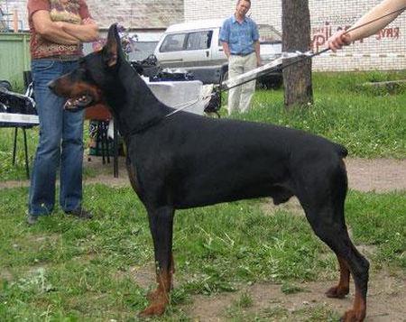 Santa Julf Gektor | Black Doberman Pinscher