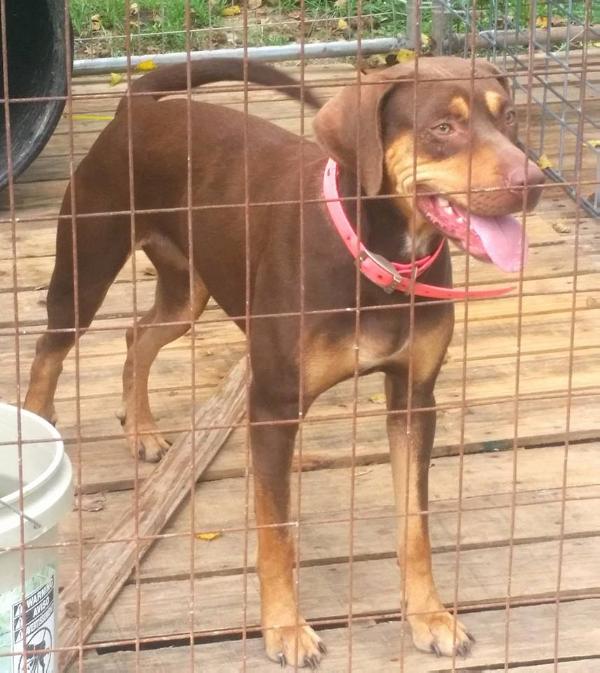 Braveheart's Bell | Catahoula Leopard Dog 