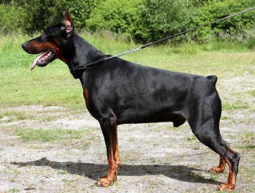 Santa Julf Dik Diver | Black Doberman Pinscher