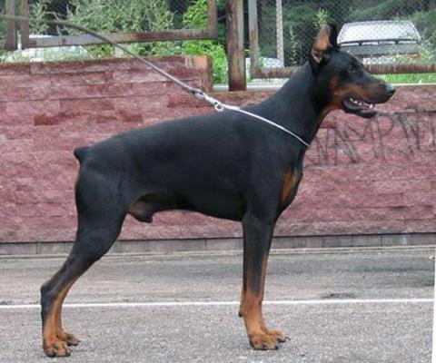 Santa Julf Denni de Vito | Black Doberman Pinscher