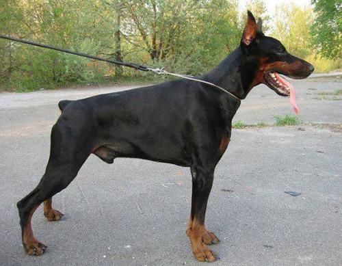 Santa Julf Duche Donatello | Black Doberman Pinscher