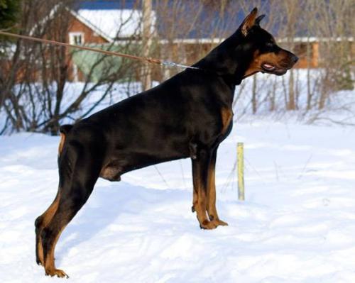 Santa Julf Dendi Drive | Black Doberman Pinscher