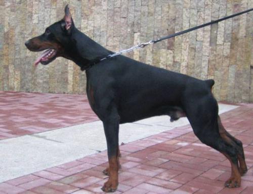 Santa Julf Egipet | Black Doberman Pinscher