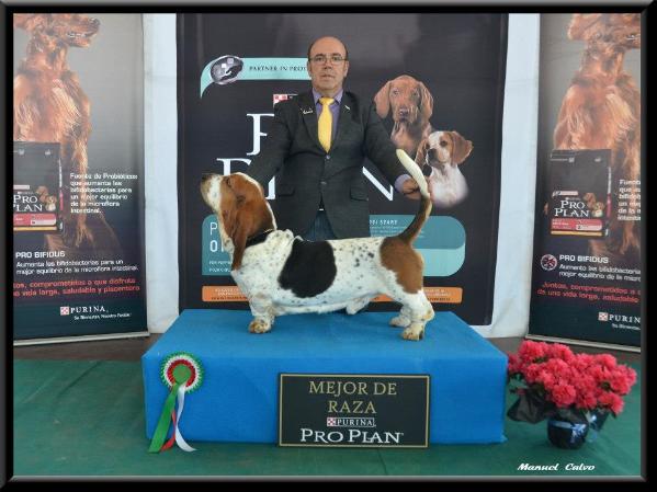 Erwin Tres Manzanas du Haras de la Vergne | Basset Hound 