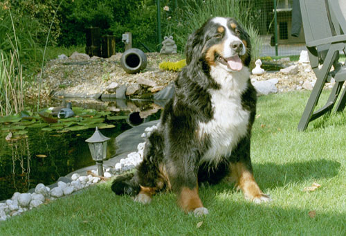 Yitse V.D. Samaika | Bernese Mountain Dog 