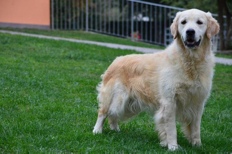 Great Bentley du Clan de Galadorbe | Golden Retriever 