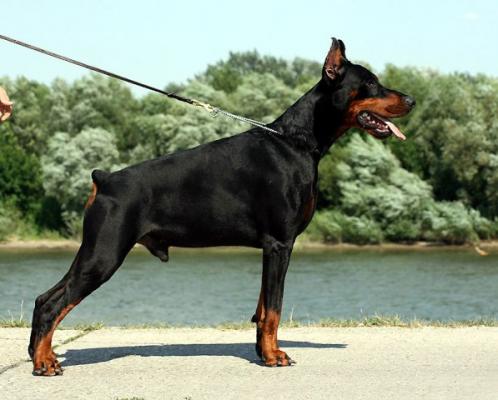 Santa Julf Efrat | Black Doberman Pinscher