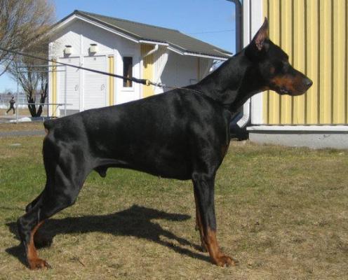 Santa Julf Equador | Black Doberman Pinscher