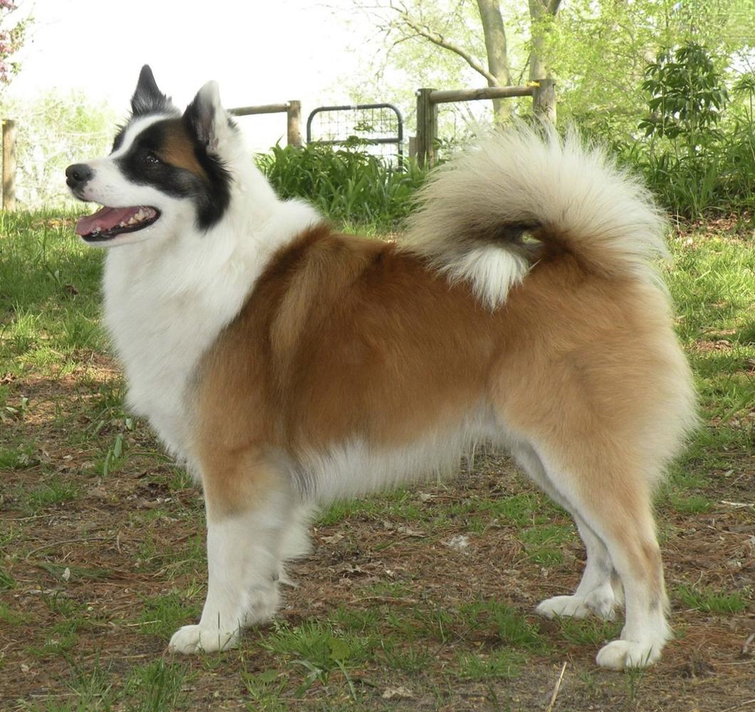 Foothills Laki | Icelandic Sheepdog 