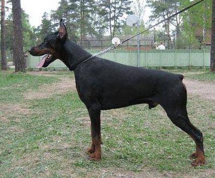 Santa julf Extrim | Black Doberman Pinscher