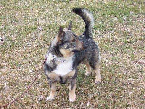 Fennican Yahoo Finnboy | Swedish Vallhund 