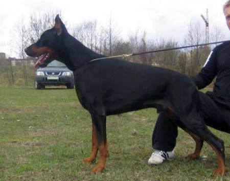 Santa Julf Enisey | Black Doberman Pinscher