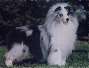 Homewood Hurricane ROM ROMC | Shetland Sheepdog 