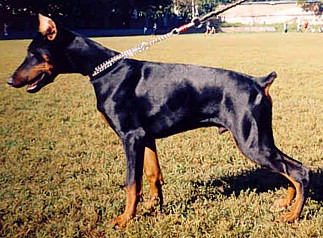 Paradiz Ronado Alonso Alexvalen | Black Doberman Pinscher